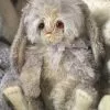 Charlie Bears New! Petal Lop Ear Bunny Rabbit 1 Charlie Bears New! Petal Lop Ear Bunny Rabbit
