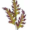 New! Katherine's Collection Witches' Triple Fern Spray, Set Of 6